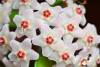 Hoya Carnosa / Wachsblume